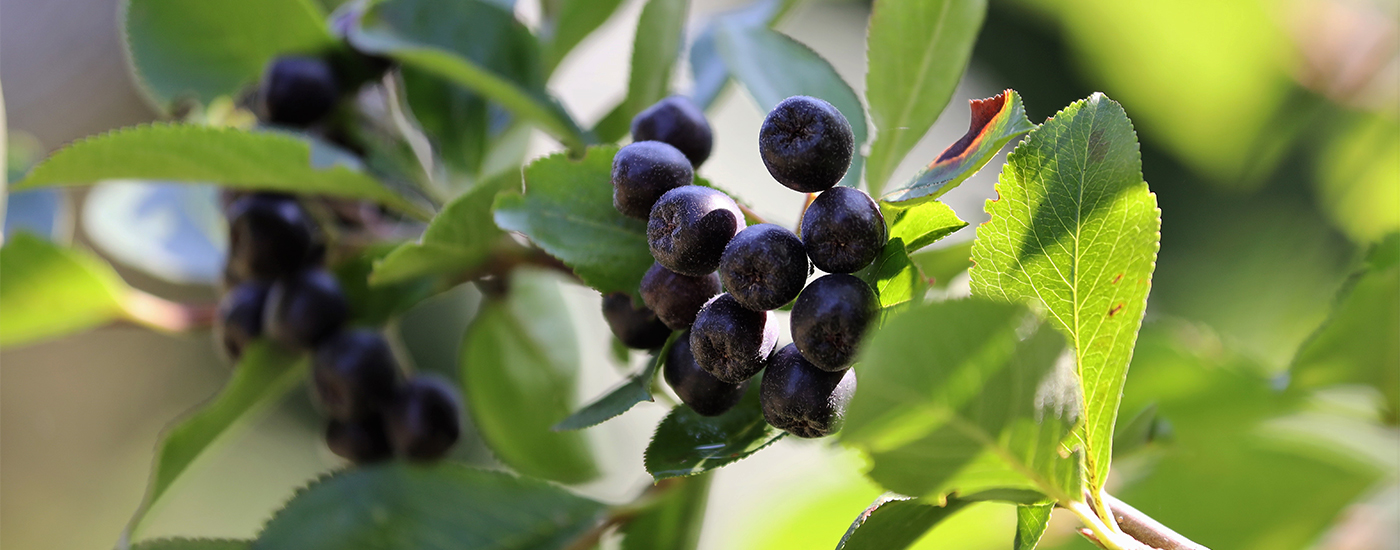 설악산 아로니아 농장