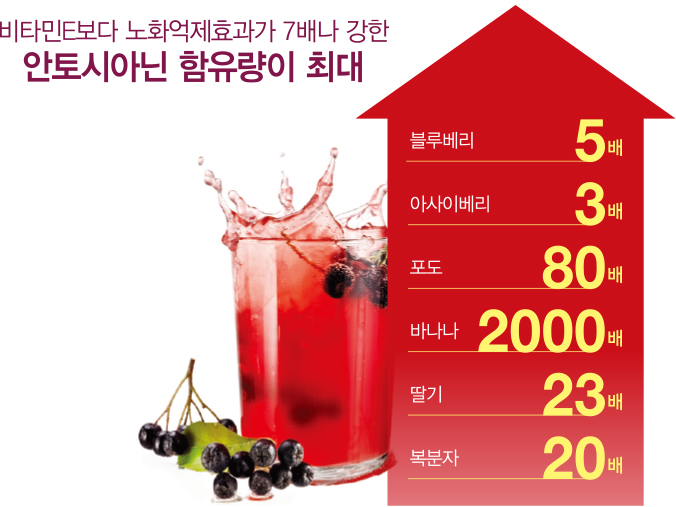 아로니아 효능 이미지